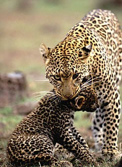 Come cresce una mamma: da felino a gabbiano | Noi Mamme