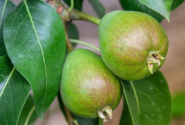 Frutta biologica omogeneizzata