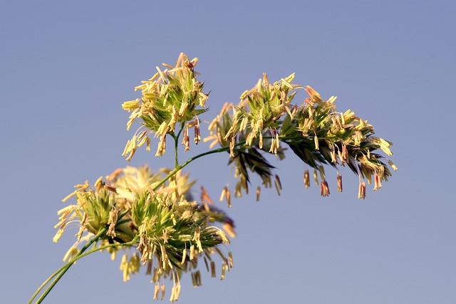 Primavera e muco nasale: allergia?