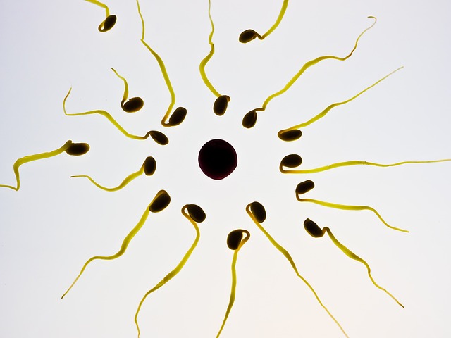 Spermatozoi e spermiogramma