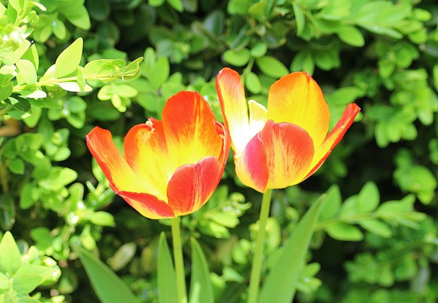 Capezzoli sensibili in menopausa