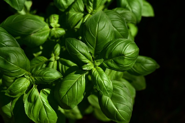 Erbe aromatiche nell'infanzia