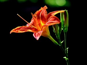 lily-742009_640