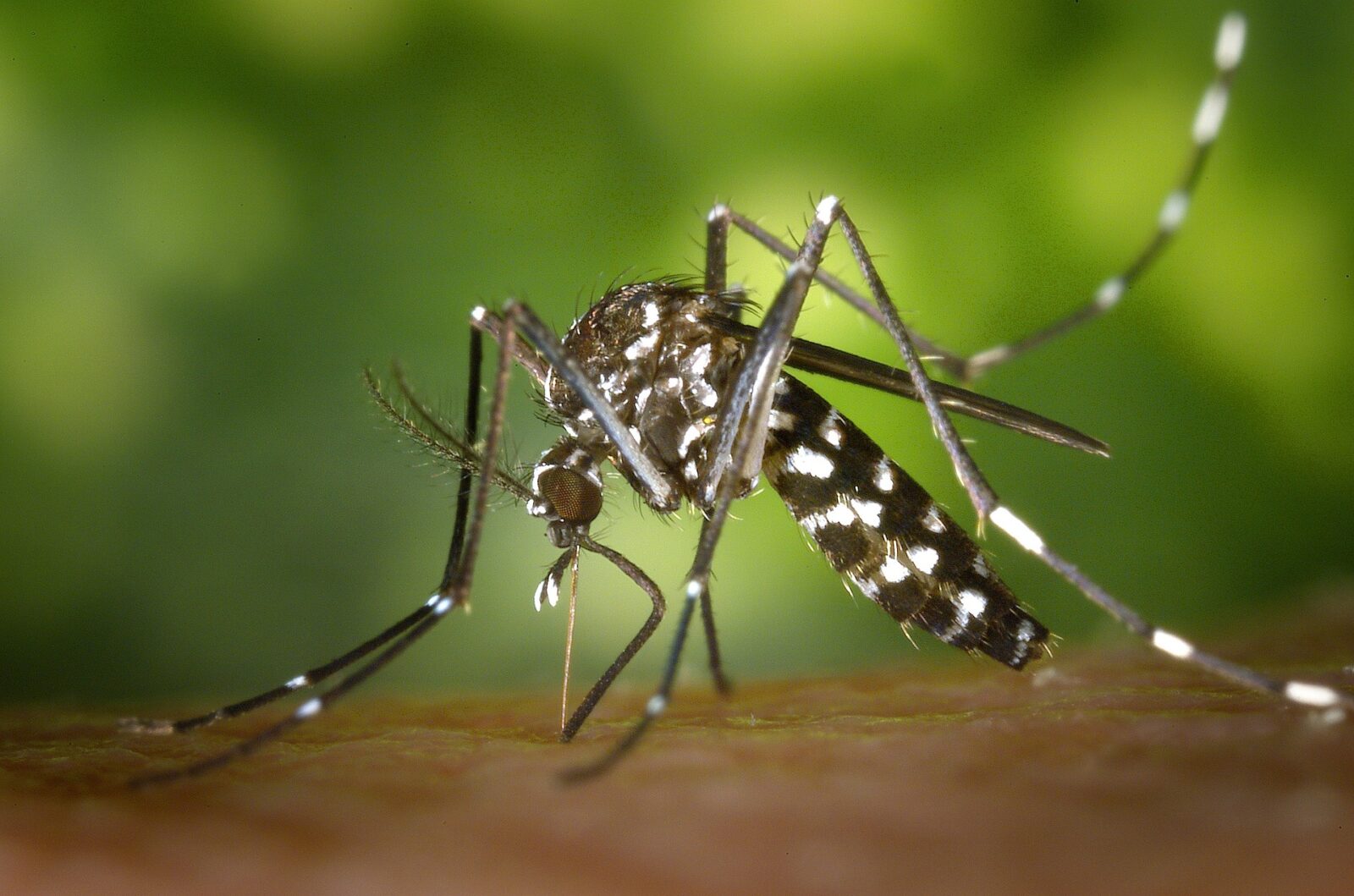 Virus Zika: il rischio Microcefalìa in Italia è concreto? | Noi Mamme 2
