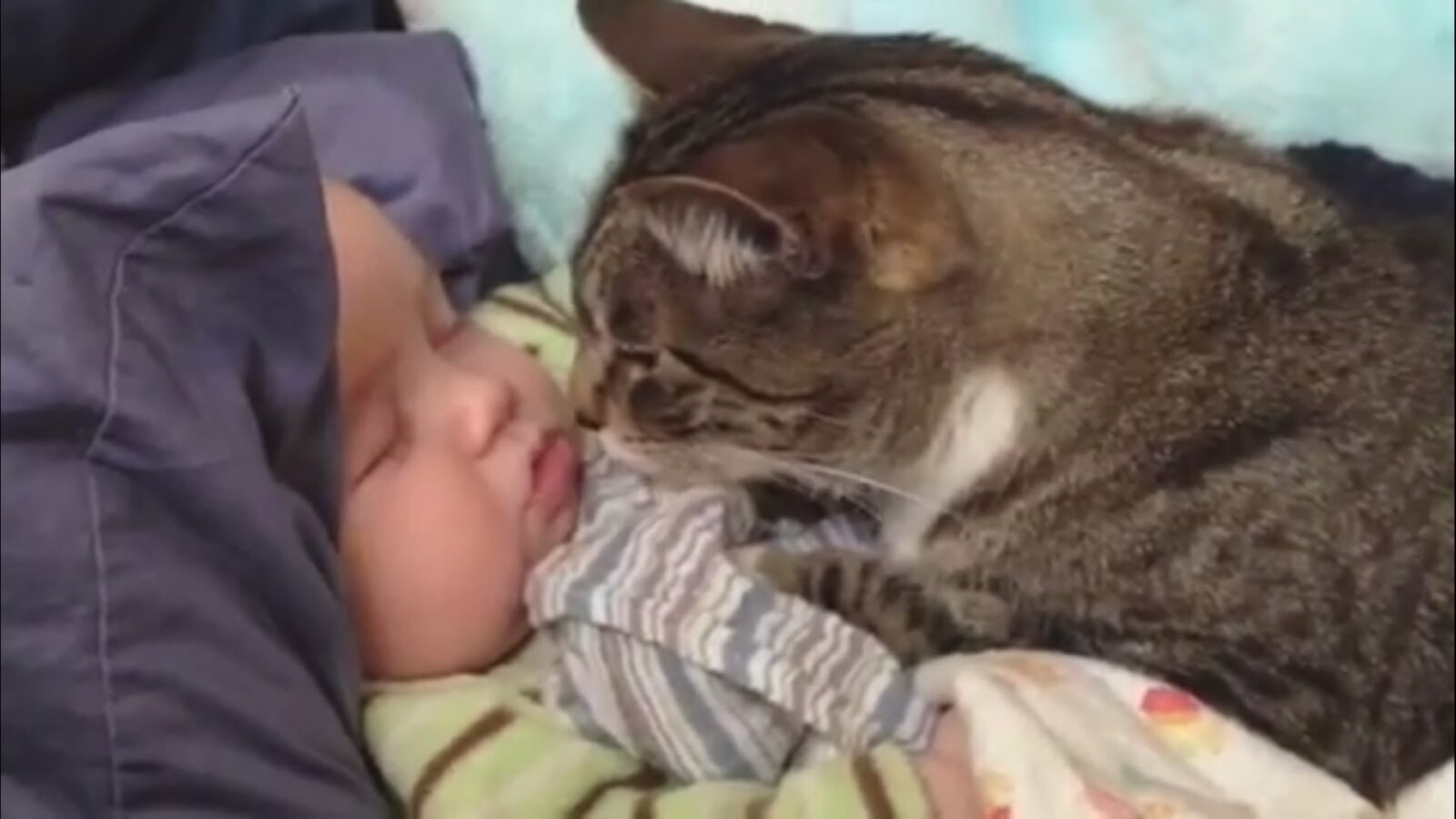 Video divertenti - Gatti che amano i bimbi | Noi Mamme 1