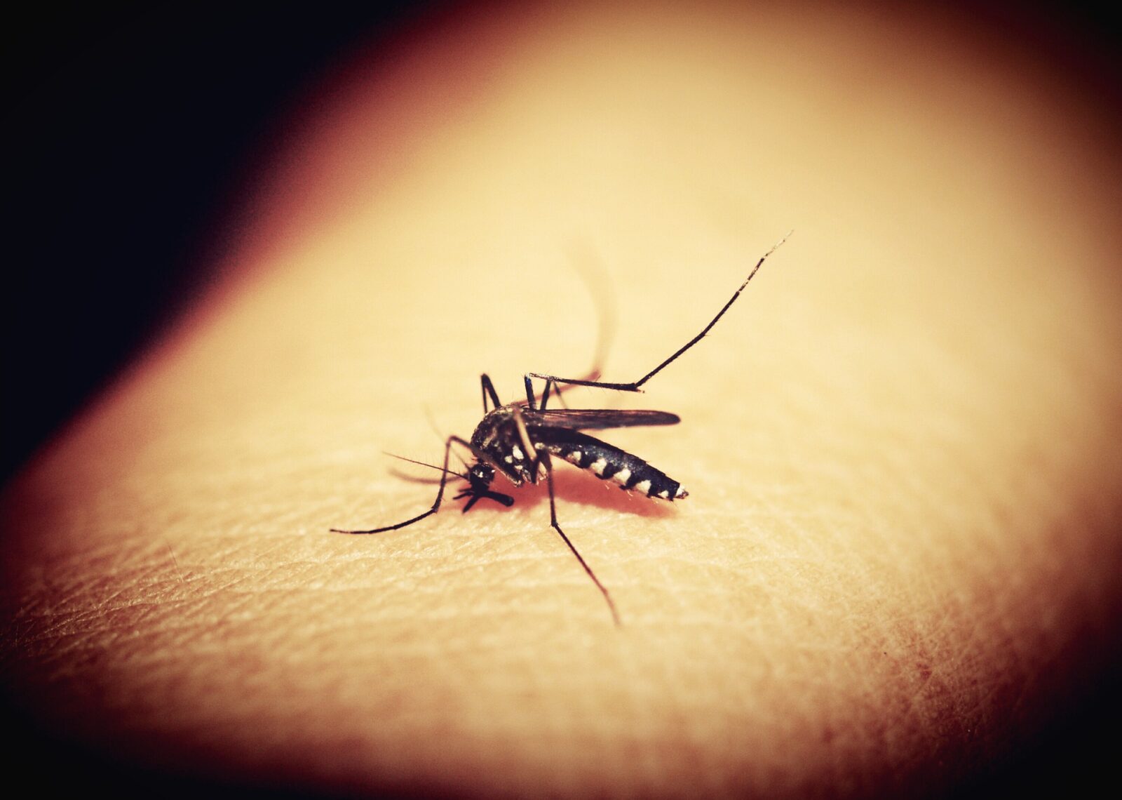 Sofia muore a 4 anni per malaria autoctona. Si indaga sulla trasmissione in Trentino | Noi Mamme