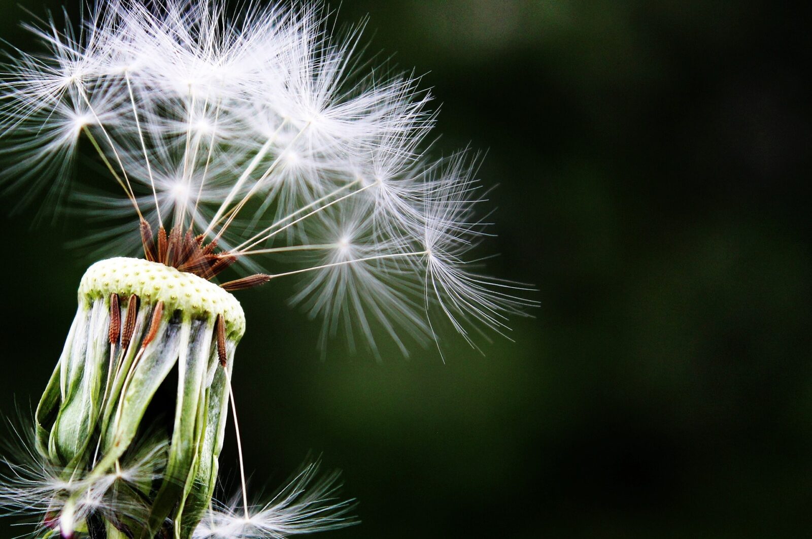 Arriva la Primavera: per molti Italiani inizia l'incubo allergia | Noi Mamme 4