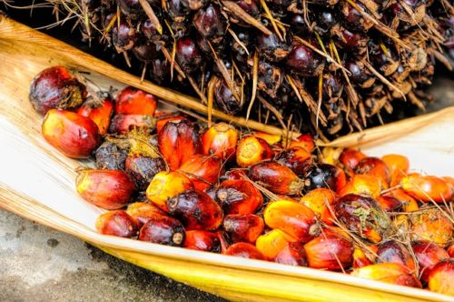 tipi di olio di palma
