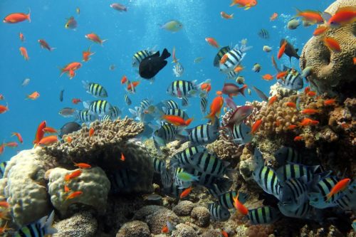 Acquario