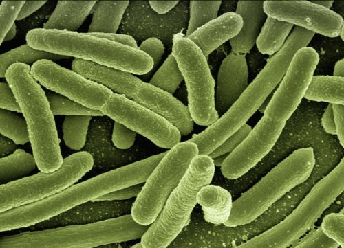 Batterio escherichia coli
