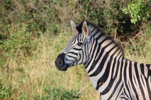 Malattie del viaggiatore: i rischi per le mete più gettonate dell’estate e consigli per affrontarli al meglio Sud Africa
