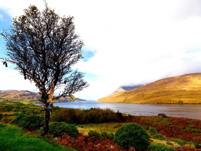 Fairy Thorn Tree, Killery Harbour, Co. Galway.