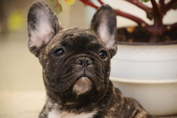 Cani e bambini: le regole d'oro per una convivenza felice e senza rischi Cane di razza bouledog francese