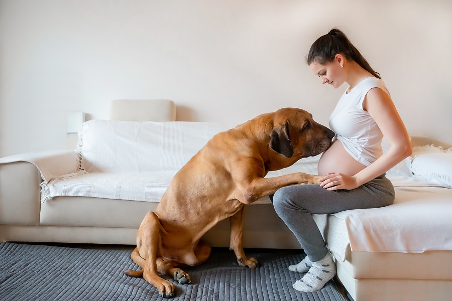 cane donna incinta
