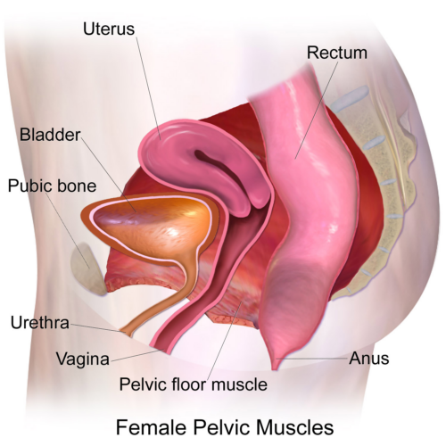 Mamme in forma: scopri il potere degli esercizi del pavimento pelvico