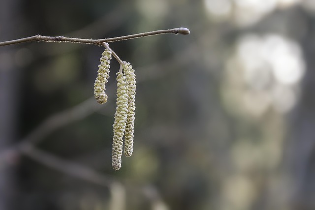 Allergie Stagionali: Guida Completa per Affrontarle Naturalmente