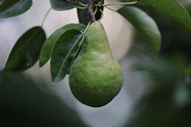 Omogeneizzati per neonati: guida completa all'introduzione della frutta