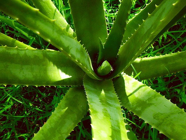 Psoriasi e Aloe Vera: Alleviare i Sintomi e Migliorare la Tua Pelle