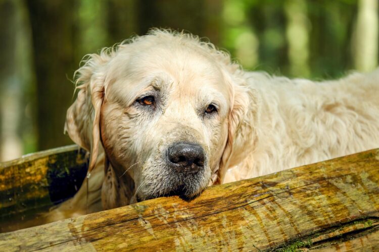 cane vecchio