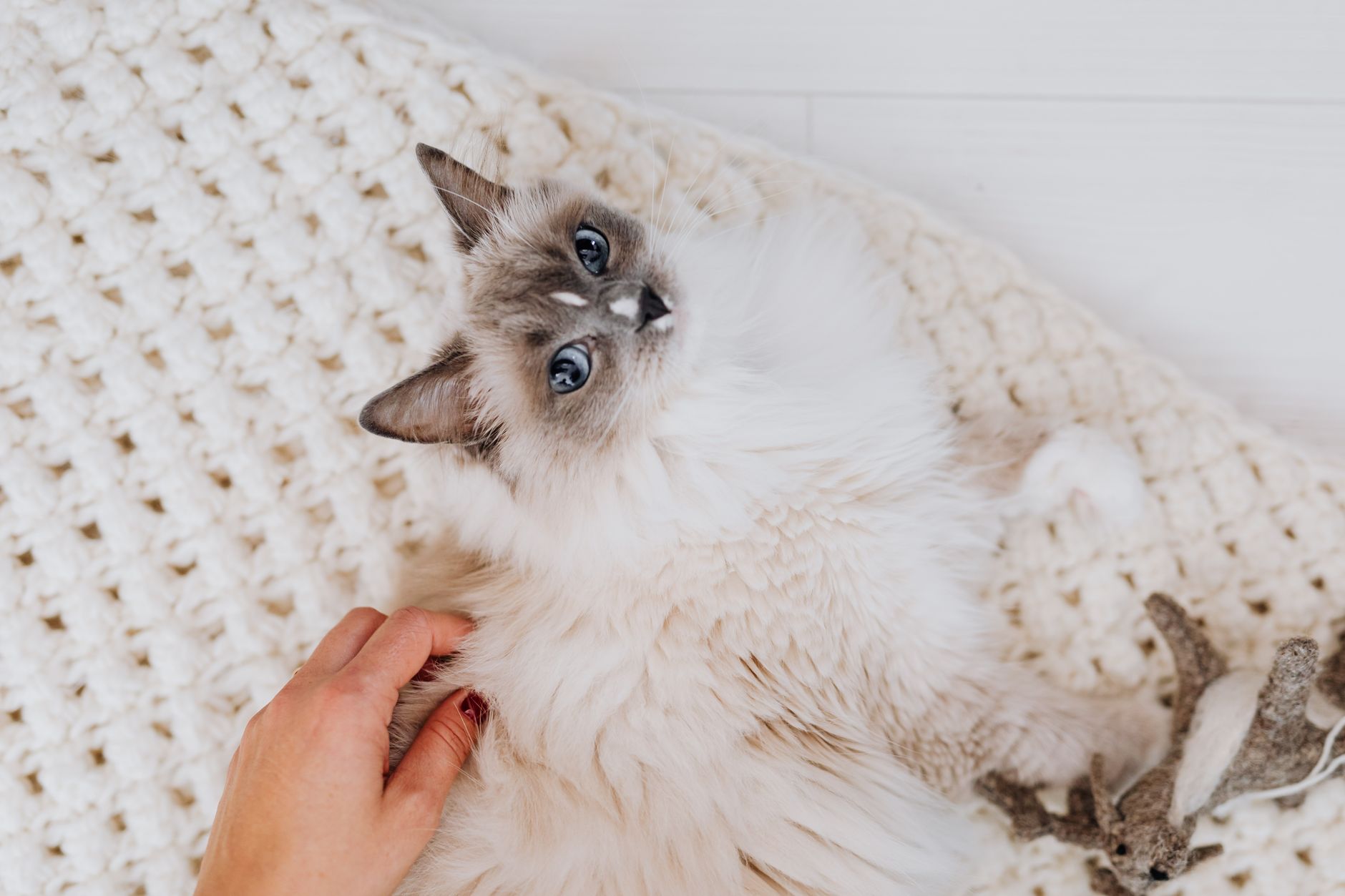 Gratitudine, pet therapy e allergeni: le iniziative del Meyer per i più piccoli