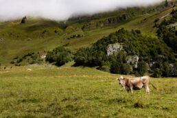 Mucca in un prato di montagna verde con colline e foschia in Veneto