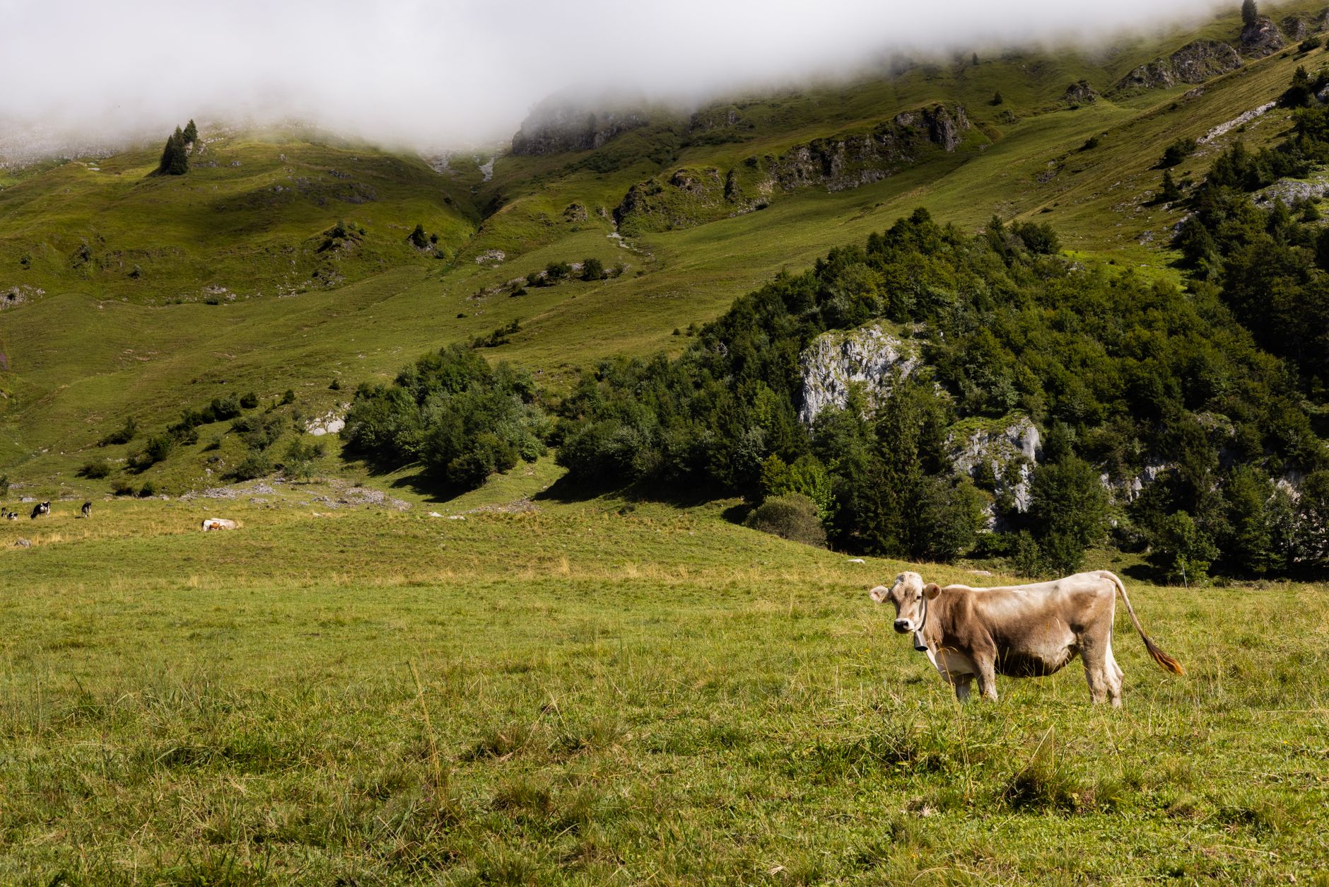 Mucca in un prato di montagna verde con colline e foschia in Veneto