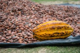 Frutti di cacao e cabossa gialla con semi per produzione cioccolato Fairtrade